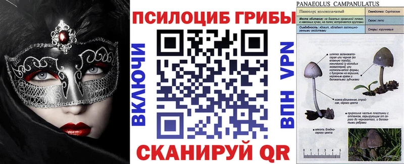 купить наркотики цена Кимры ссылка на мегу ссылка Галлюциногенные грибы Psilocybine cubensis
